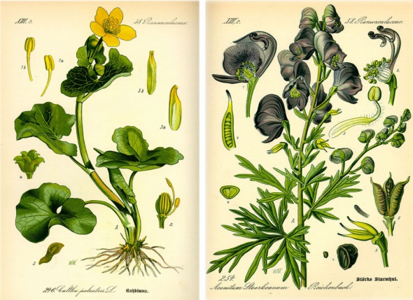 Воркшоп «Классическая ботаническая иллюстрация» с Юлией Мигалёвой 