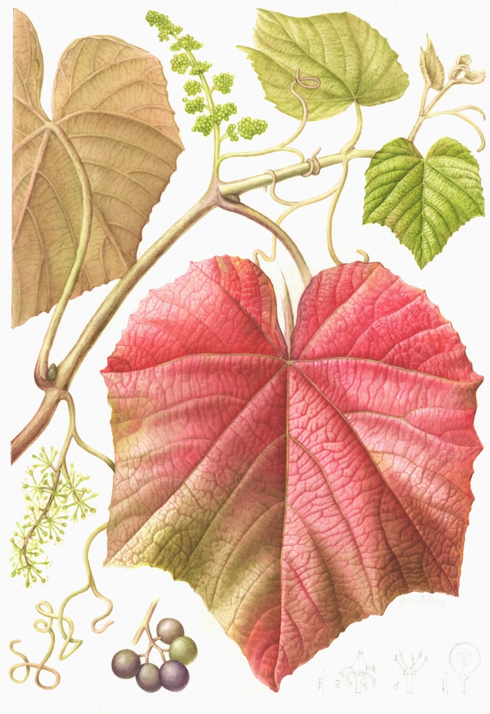 Crimson Glory Vine - a botanical study.jpg