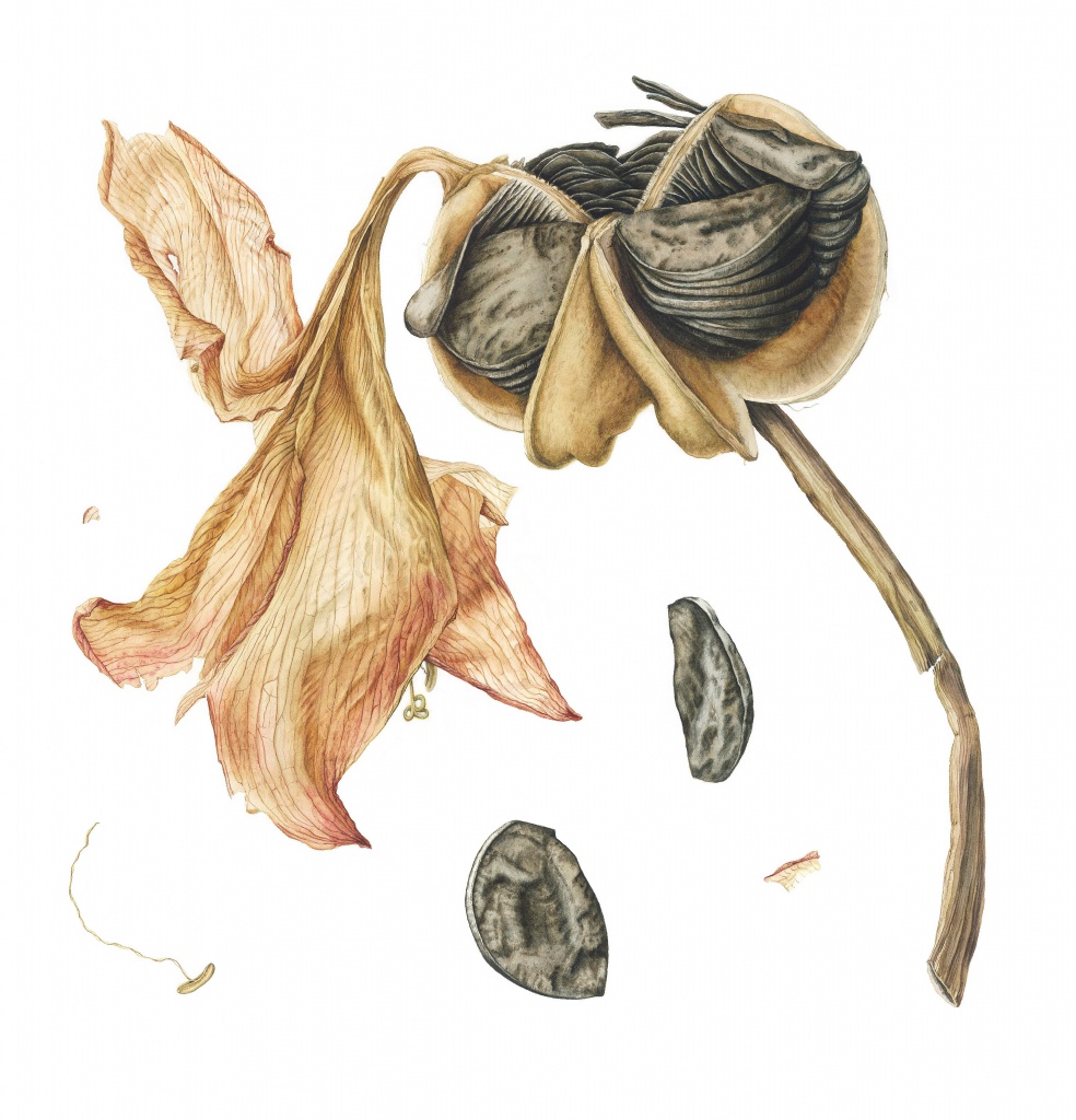 amaryllis seed head.jpg