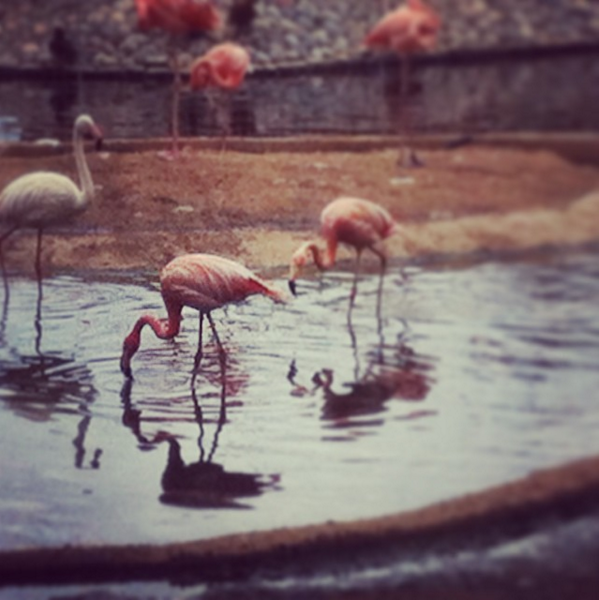 Розовые фламинго в Московском зоопарке
