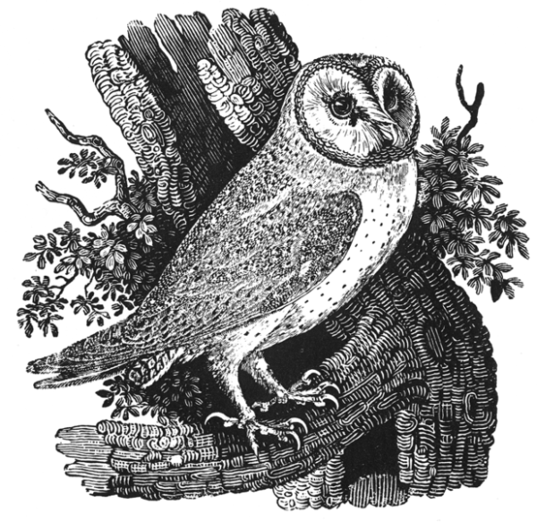 Томас Бьюик Из книги "История птиц Британии"  1847 г