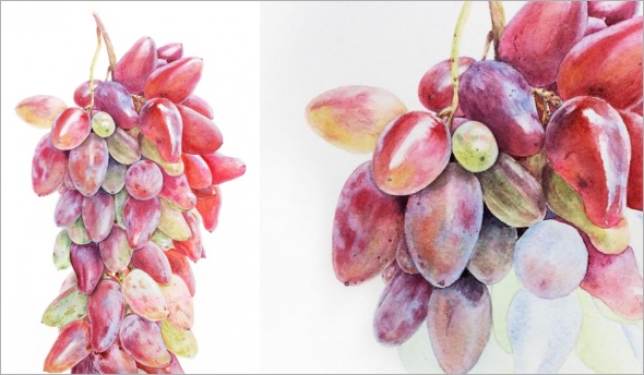 Онлайн мастер-класс по ботанической акварели «Виноград и фруктовый налёт»