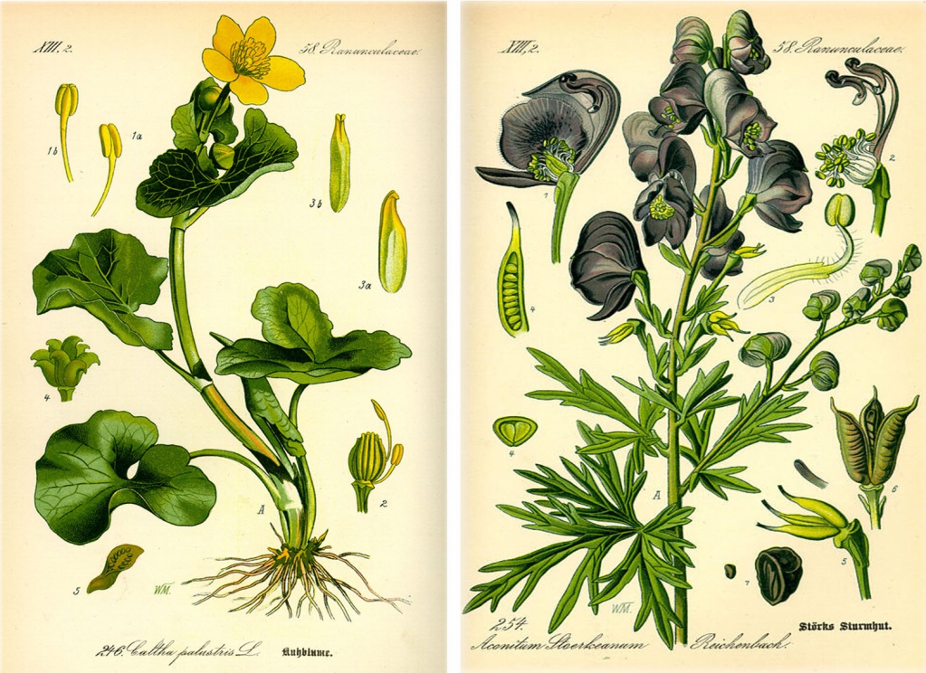 Калужница болотная. Иллюстрация из книги О.В. Томе. "Flora von Deutschland" 